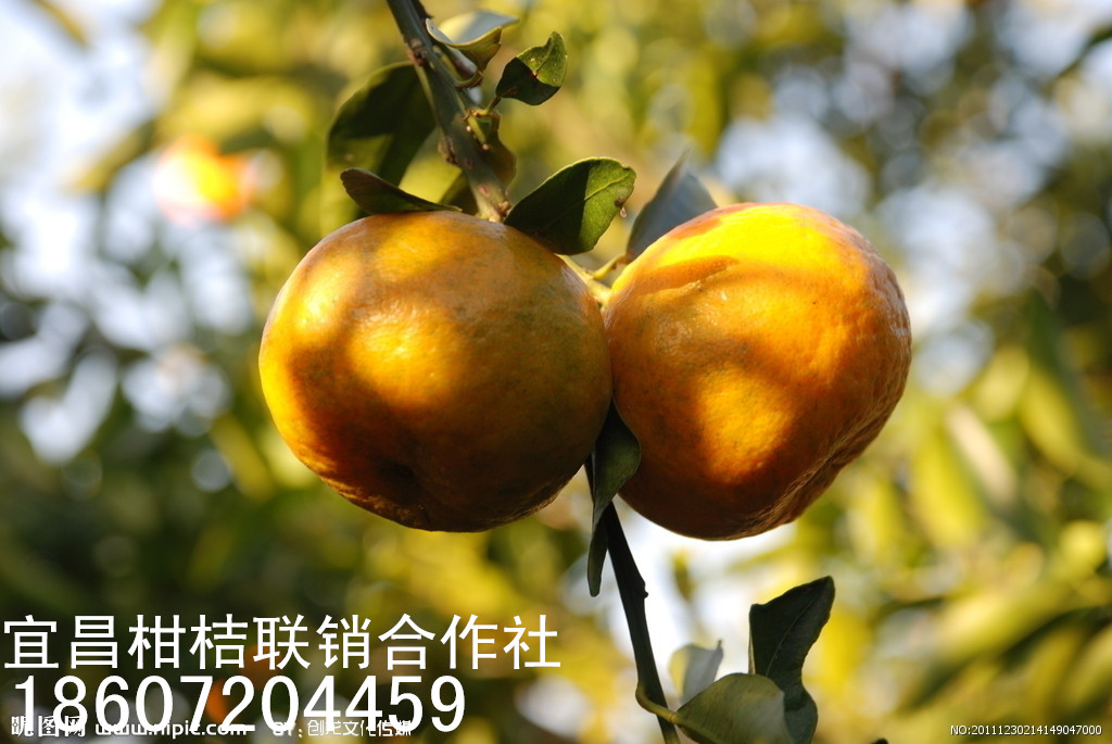 宜昌市柑橘供应价格厂家