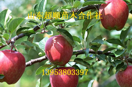 秦冠苹果树苗新品种 苹果价格批发