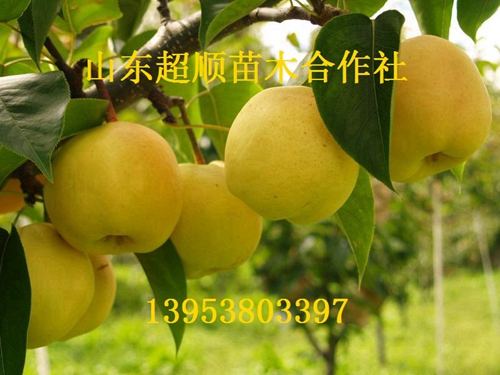 供应用于的富士王苹果树苗新品种