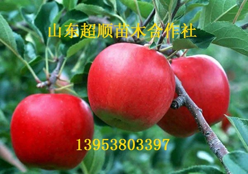 供应用于的早生富士苹果树苗新品种 苹果价格