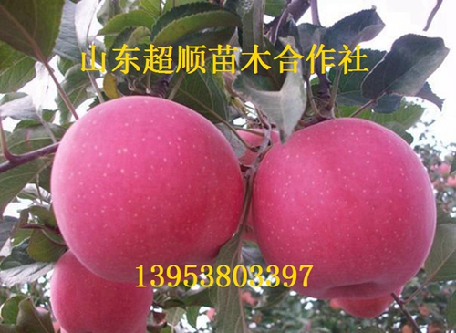 m26苹果树苗新品种 苹果价格批发