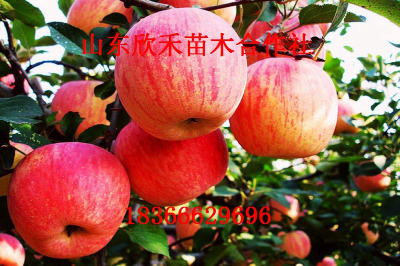 红富士苹果苗 苹果苗 矮化苹果苗 苹果树苗新品种 苹果苗价格