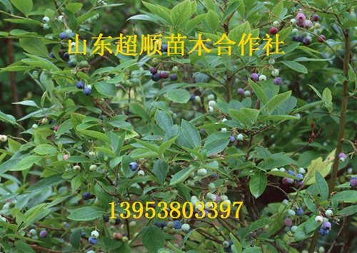 供应用于产果的蓝丰蓝莓苗 新品种
