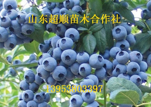 供应新品种红利蓝莓苗/红利蓝莓苗价格/红利蓝莓苗批发