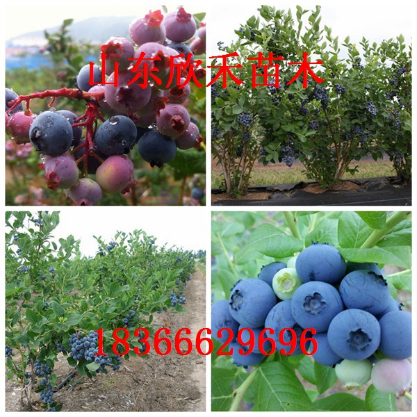 供应北陆蓝莓苗 蓝莓苗 新品种蓝莓苗 优质高产蓝莓苗 蓝莓苗价格图片