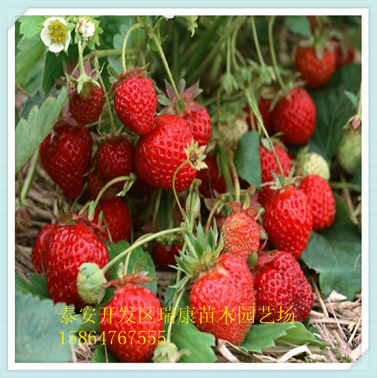 供应章姬草莓苗图片