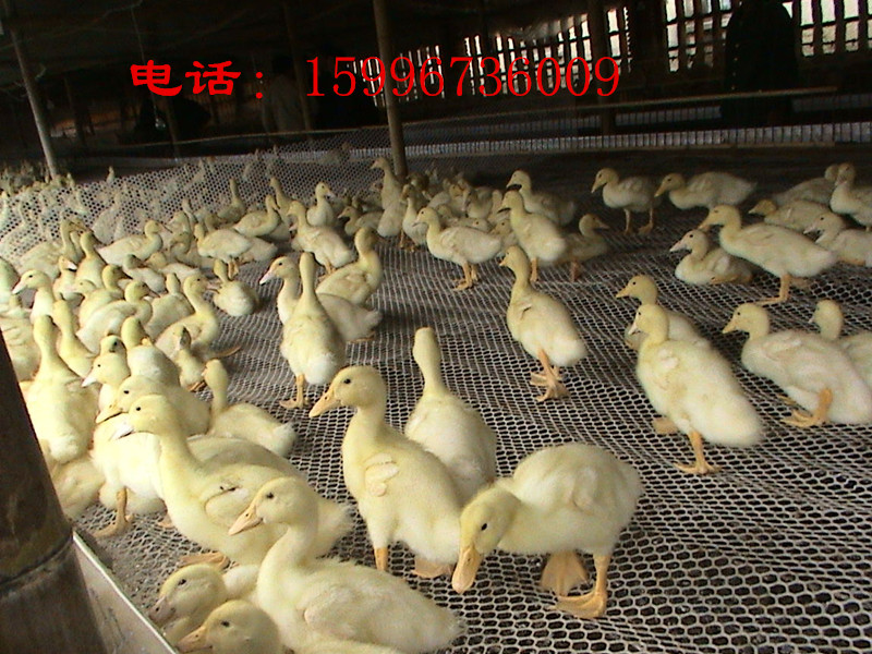 供应湖南省天府肉鸭价格图片