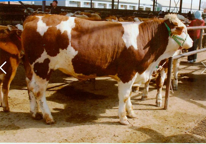菏泽市哪儿出售鲁西黄牛的厂家供应哪儿出售鲁西黄牛的