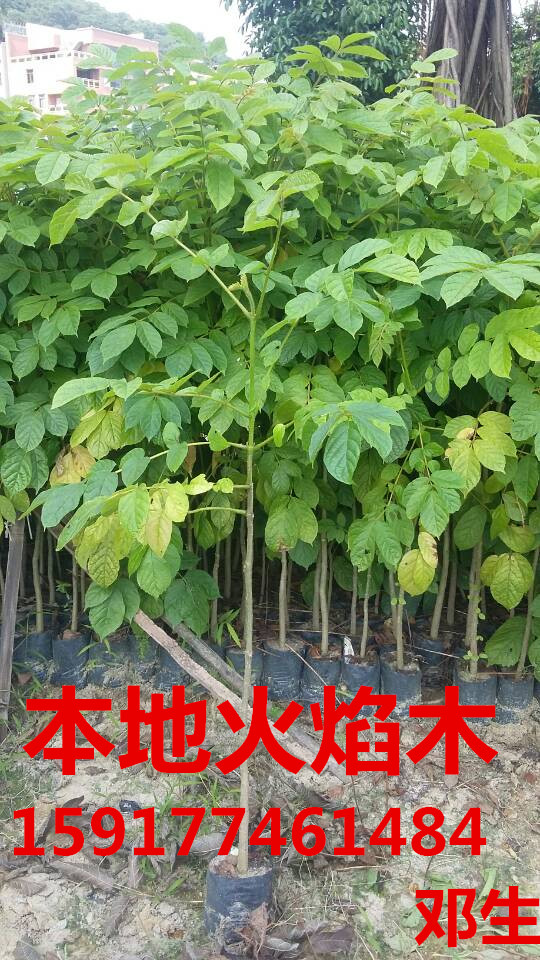 供应用于绿化种苗|造林苗的广州本地火焰木30公分起图片