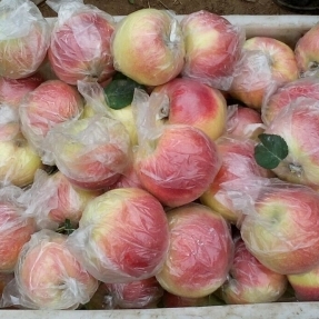 18063356112供应用于生鲜水果的山东美八嘎啦苹果批发基地苹果行情