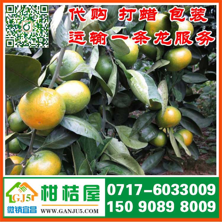 北京新发地柑橘市场批发