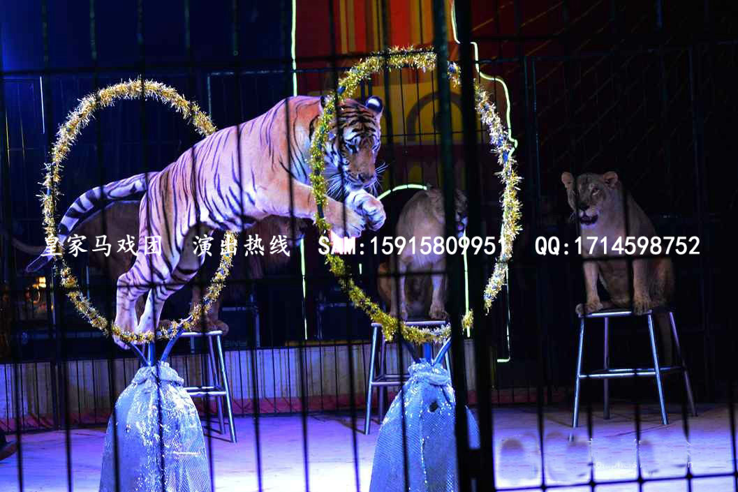 广州马戏团演出|大中型马戏团表演批发