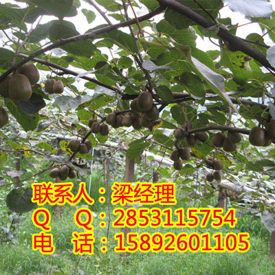 绵阳市贵州猕猴桃苗基地，贵州猕猴桃一亩厂家