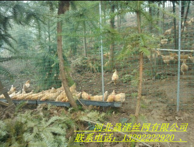 四川养殖围栏网多少钱一米/散养鸡围栏网价格/围栏网厂家