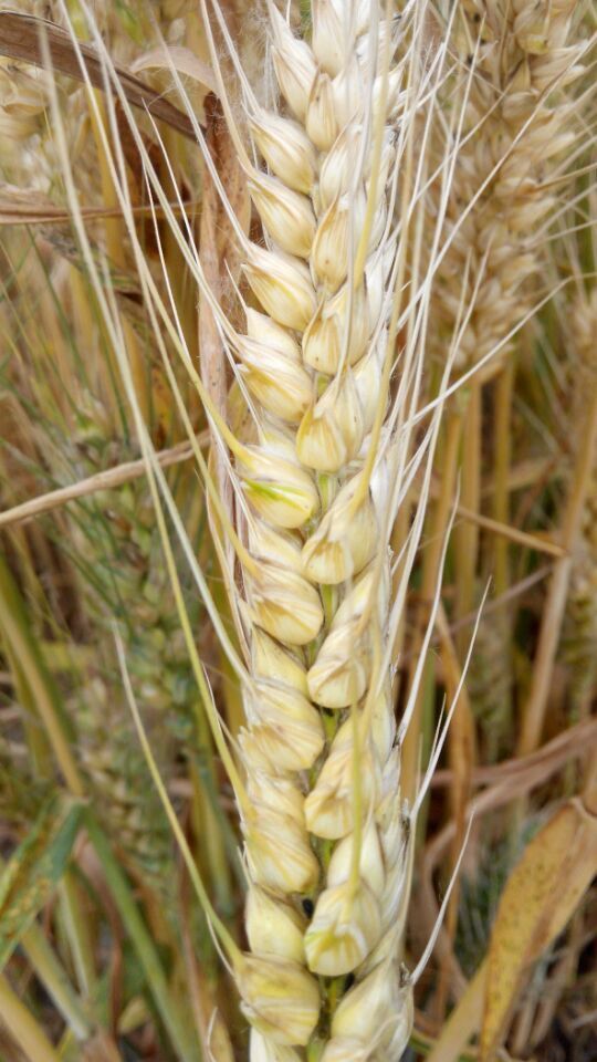 河北唐山最新麦种产量高抗病抗倒批发