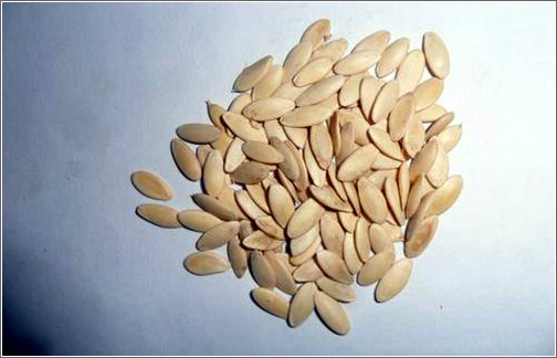 供应用于食用补钙的黄瓜籽图片