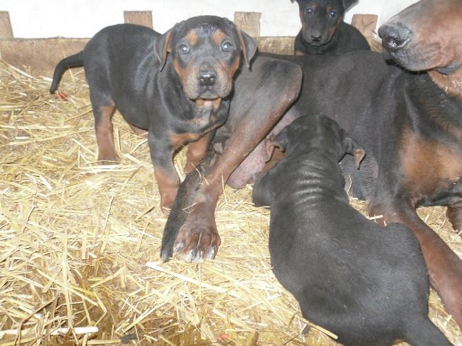 供应用于的成年格力犬价格 格力犬幼犬价格