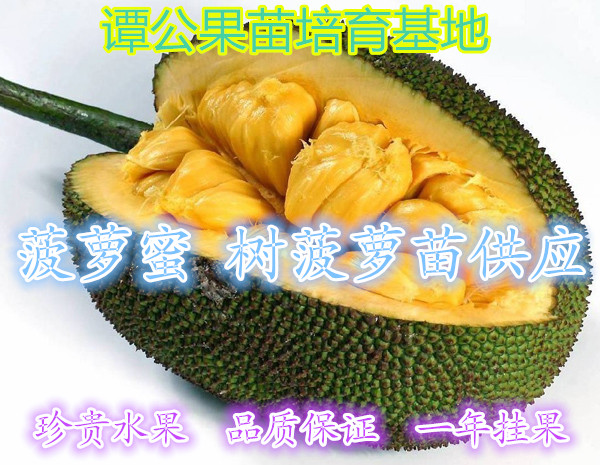 优质树菠萝苗马来西亚一号菠萝蜜树苗根系好易成活基地发货图片