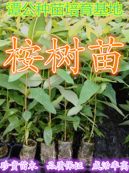 广东惠州20-30公分高 桉树苗 速生桉树苗销售批发 桉树袋苗图片