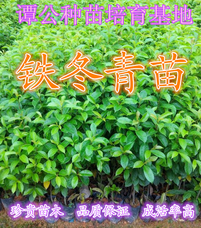 广东基地直销铁冬青价格60-80公分高铁冬青苗培育种植图片