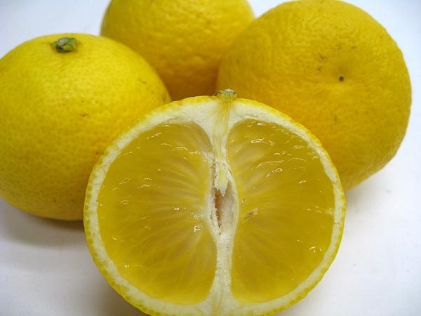 供应用于种植的广西桂林黄金柑果苗黄金橘果苗