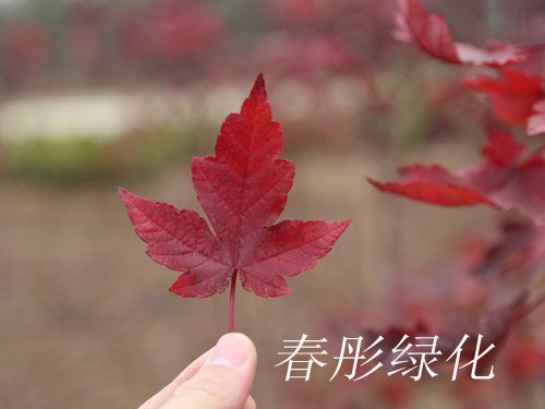 供应美国红枫改良品种红点红枫苗木图片