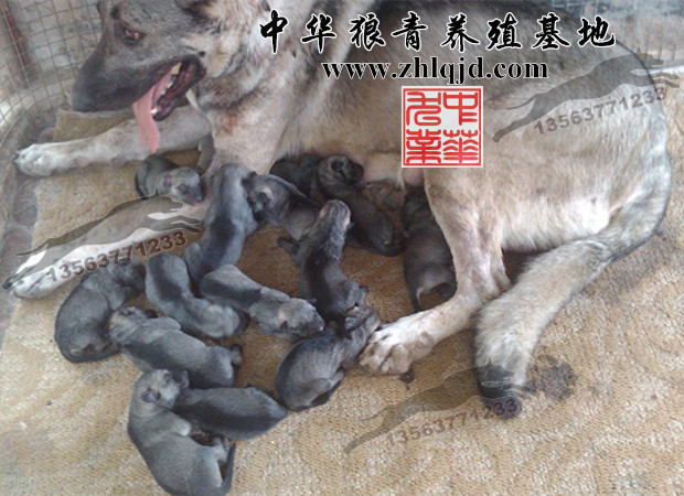 中华狼青养殖基地供应用于狼青犬价格的中华狼青犬