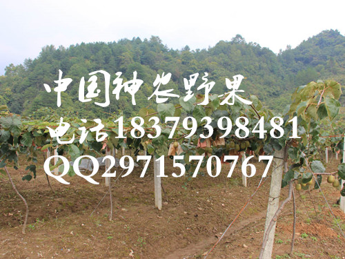供应中国红心猕猴低价出售价格超甜猕猴桃种苗