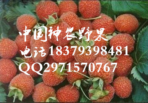 2018红树莓苗批发批发