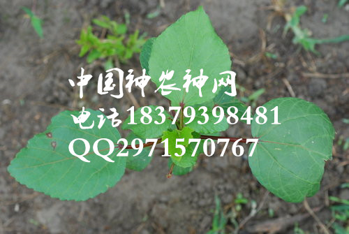 供应销售补血洛神果种子中国便宜洛神果种子供货商