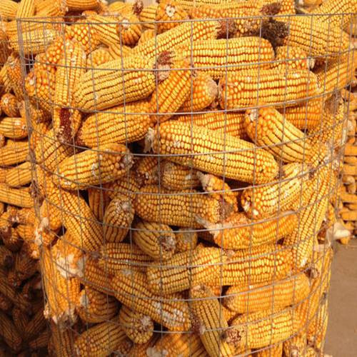 安平驰标厂家专业生产圈玉米网，圈玉米电焊网，镀锌圈玉米铁丝网批发
