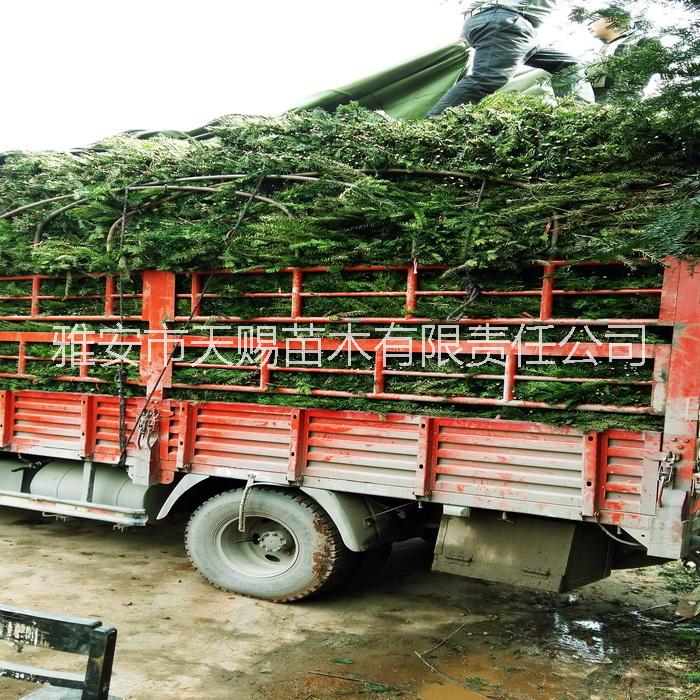 供应全国最低价格曼地亚红豆杉枝条图片