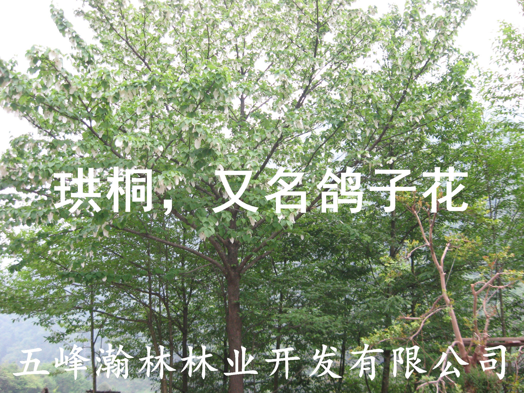 宜昌市大型珙桐苗木种植基地电话厂家