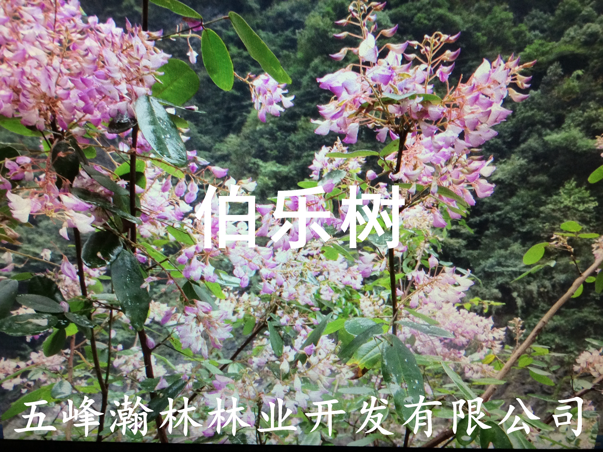 宜昌市伯乐树大苗山桃树大苗钟萼木大苗厂家供应伯乐树大苗山桃树大苗钟萼木大苗