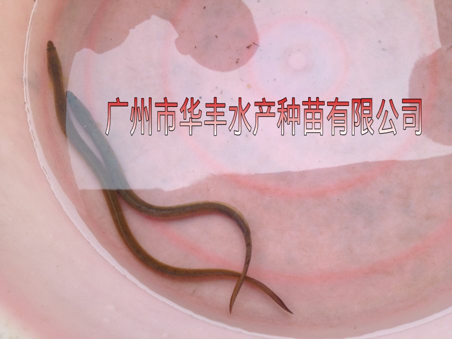 供应日本鳗鱼苗-全国鱼苗批发优质鱼苗-成活率高图片