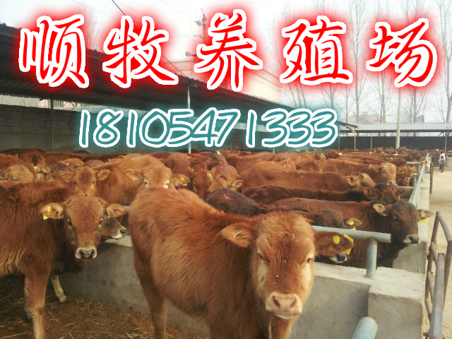 济宁市鲁西黄牛利木赞牛西门塔尔厂家供应用于养殖的鲁西黄牛利木赞牛西门塔尔