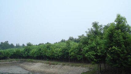 揭阳市天竺桂种植基地厂家