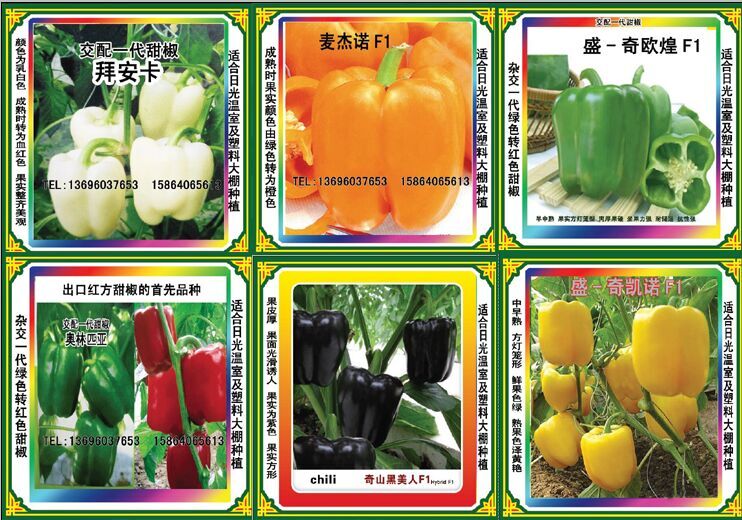 供应用于旅游观光园种的批发高档甜椒种子 方形甜椒种子图片