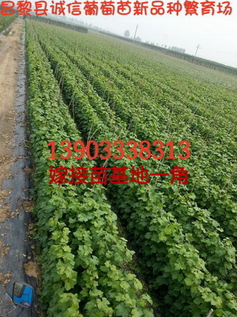 供应用于种植的河北夏黑芽变葡萄苗哪里有卖，无核，巨峰系，批发价格图片