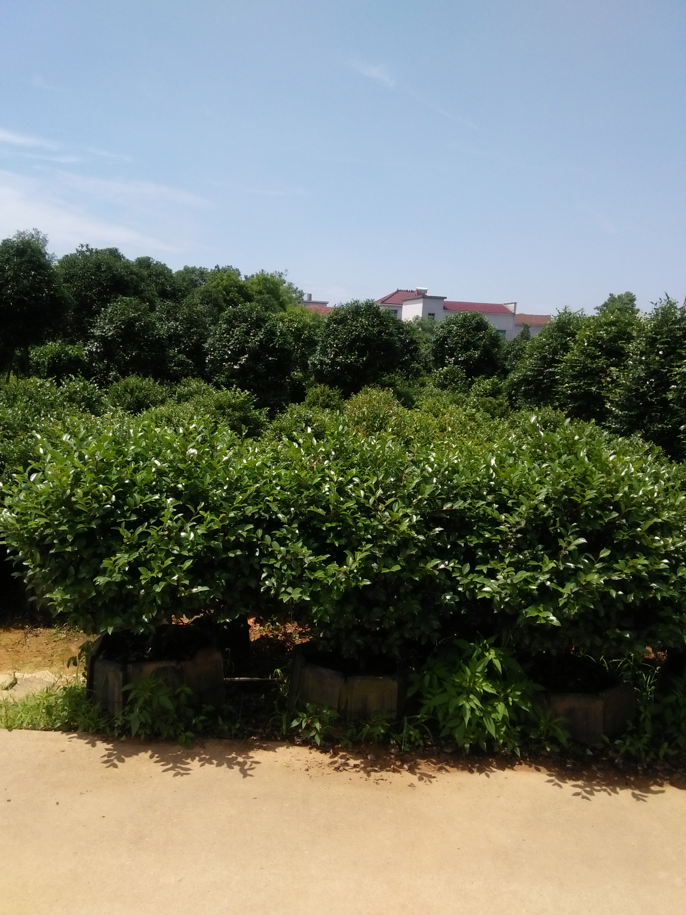 金华市茶花容器苗厂家供应茶花容器苗，四季茶花苗，山茶花苗批发，山茶花批发价