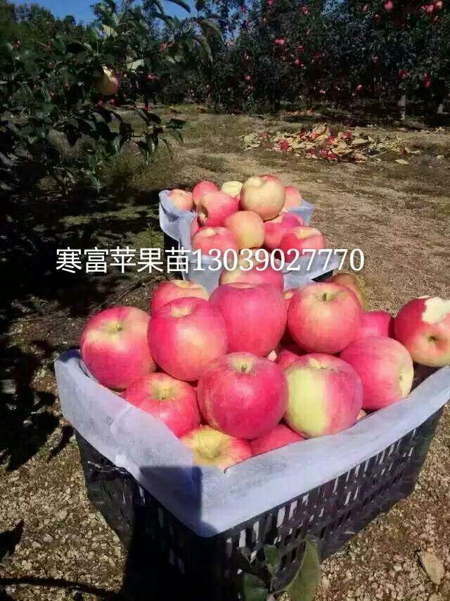 供应吉林出售寒富苹果苗，辽宁GM256两刀寒富果树苗价格，内蒙寒富苹果苗效益高