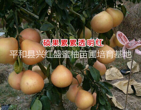 供应种植什么品种蜜柚最好平和三红蜜柚前景好图片