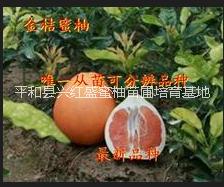供应平和金桔蜜柚种苗买苗找兴红盛好、平和金桔蜜柚小苗|平和金桔蜜柚幼苗图片
