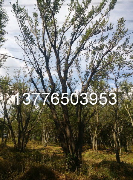 供应用于绿化苗木的江苏南京产丛生朴树 丛生朴树价格图片