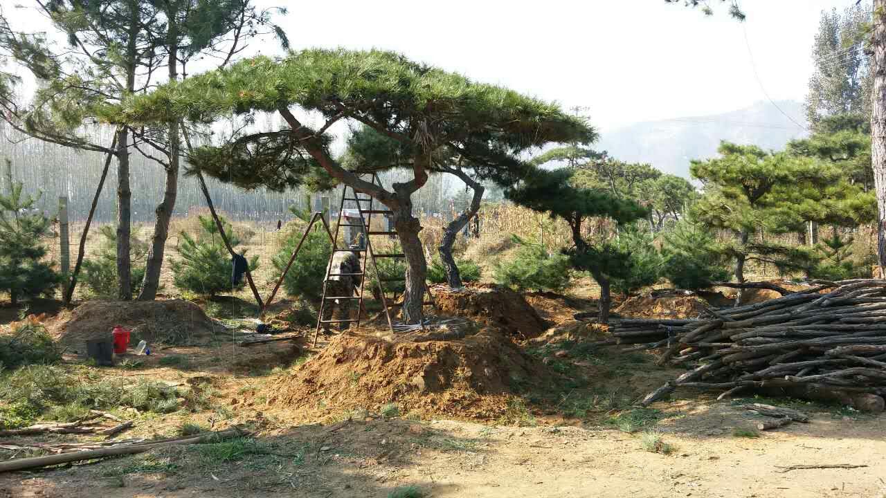供应山东滨州造型油松松树 /电话:13708936658图片
