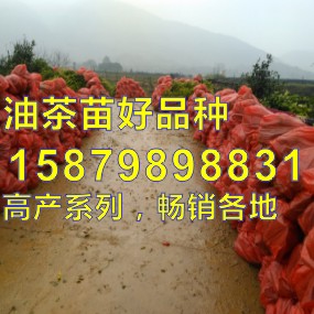 嫁接油茶苗,油茶苗,中国高产油茶之乡,赠送种植技术资料