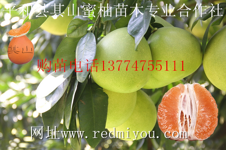 漳州市黄金蜜柚苗厂家供应黄金蜜柚苗