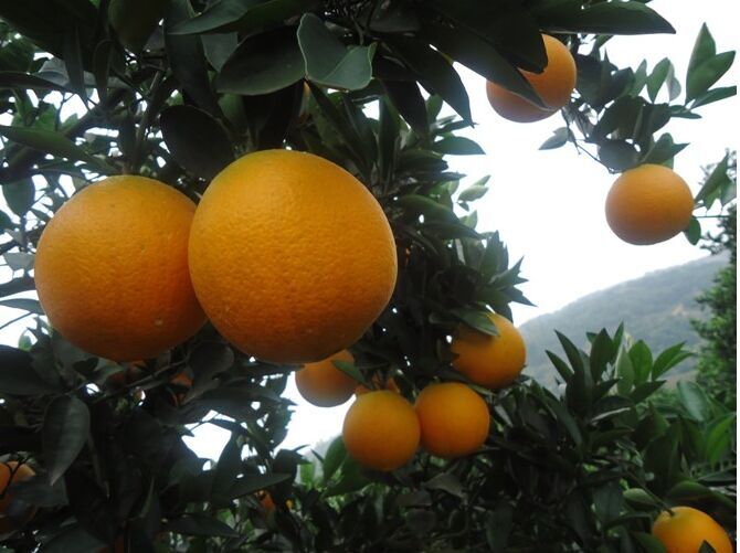 供应用于水果的新宁脐橙赣南脐橙批发价格