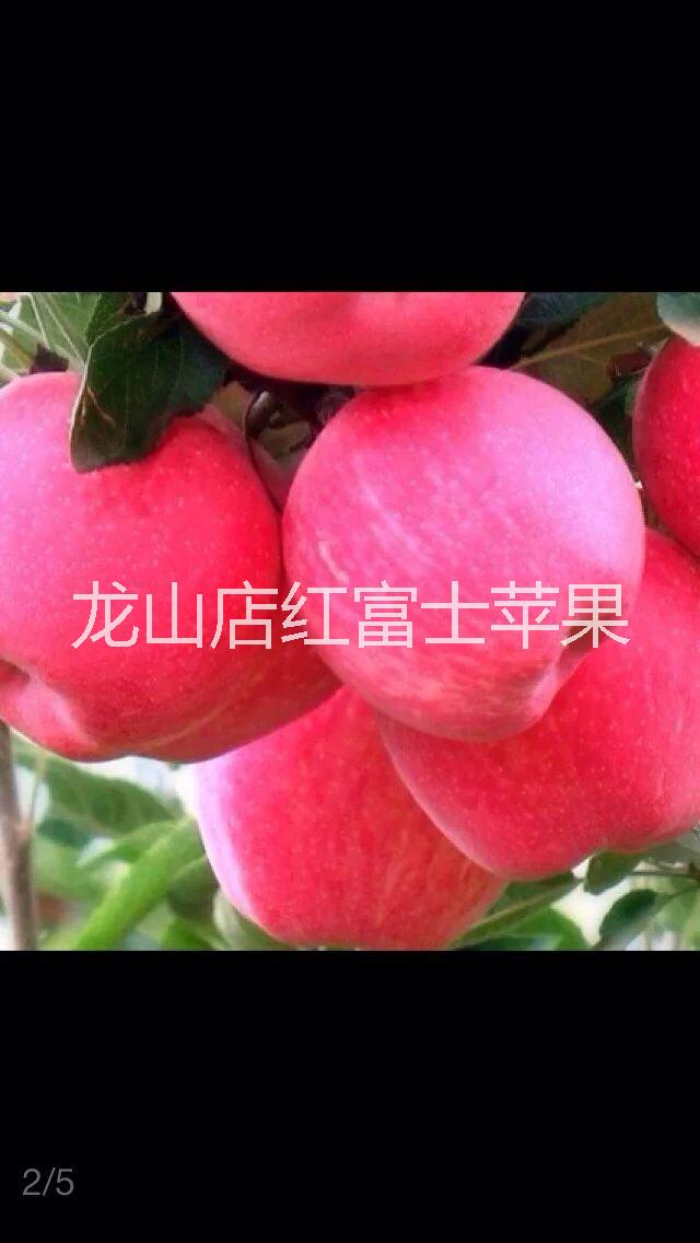 供应2016片红条红红富士苹果