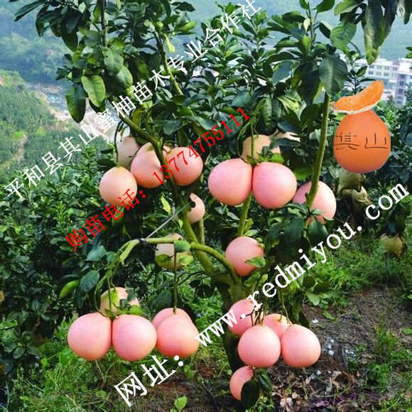 漳州市三红蜜柚苗厂家